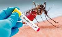 Everything About Dengue Fever