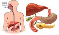 ERCP Manometry: A Comprehensive Overview